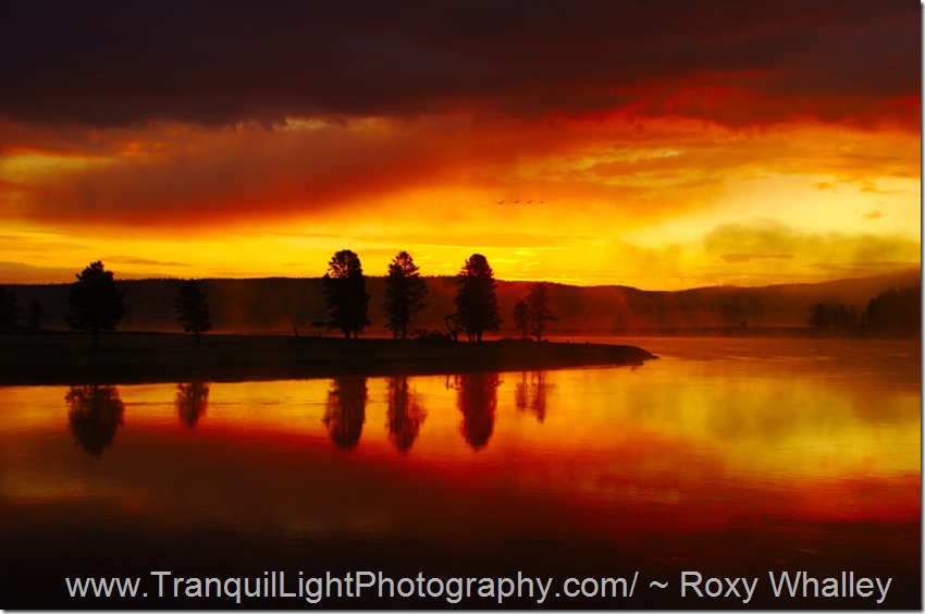 Hayden Valley Sunrise by Roxy Whalley