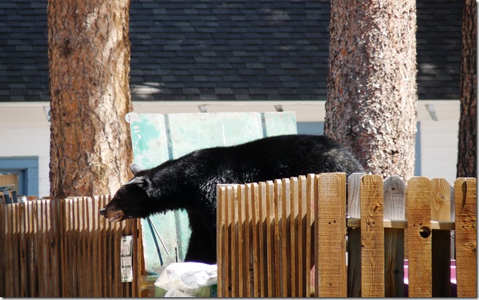 598 - Black bear raiding dumpster at Whispering Pines