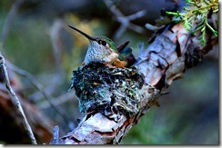 Hummingbird on her nest during an end of day walk near camp