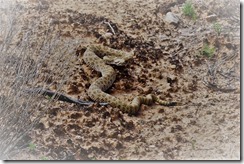 2019-056-Hovenweep National Monument (37) Rattlesnake